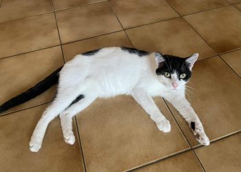 81b9748a-3cb2-415b-8a87-08ac478b4071